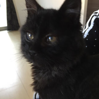 もふもふ★甘えんぼう子猫くん★モフモフ