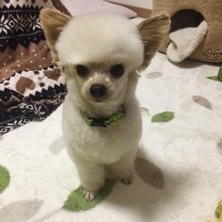 わんちゃん友だちがほしいです🐶 - 高松市