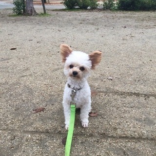 わんちゃん友だちがほしいです🐶 − 香川県