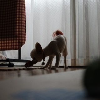 わんちゃん友だちがほしいです🐶 - メンバー募集