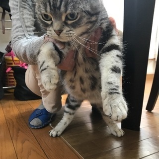 猫もらっていただける方募集の画像