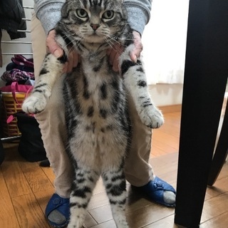 猫もらっていただける方募集 - 名古屋市