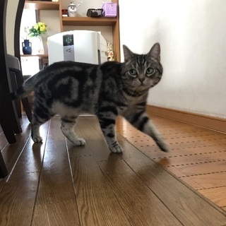猫もらっていただける方募集 - 猫