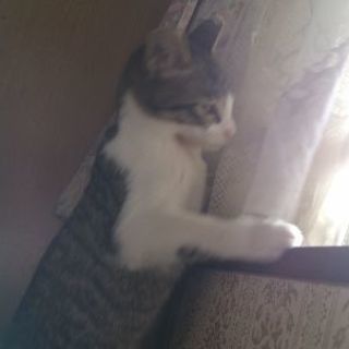 元気な子猫です - 猫