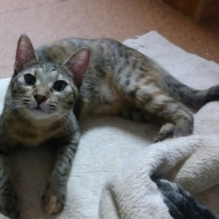 2017,3月生まれ　メス　キジ猫