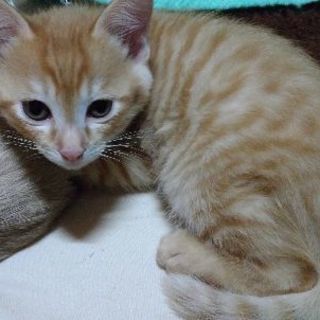 大切に育ててくれる方