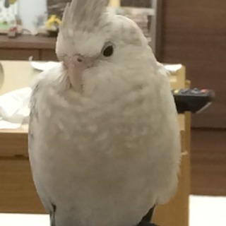 オカメインコ探してます。