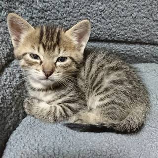 【一時募集停止します】生後1ヵ月の3匹の子猫