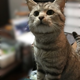 ★1/21動画更新しました★抱っこ大好き甘えん坊のサバトラ♂