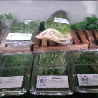 沖縄宮古島から生ハーブ来ました！の画像