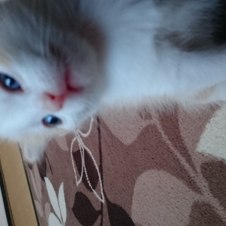 かわいいマンチカンの子猫２匹います。