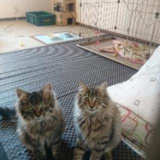 兄妹の可愛い猫もらって下さい