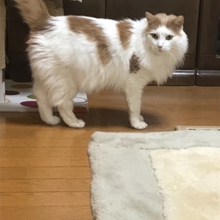 猫もらっていただける方募集 − 愛知県