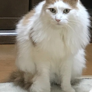 猫もらっていただける方募集 - 里親募集