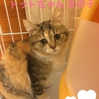 まぁるいお顔のトットちゃん