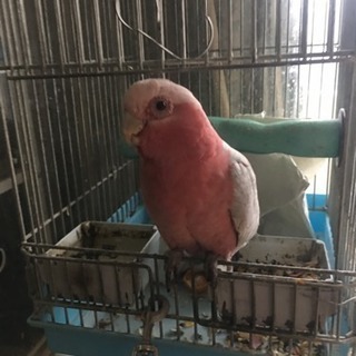オウムの爪切りを手伝ってください。