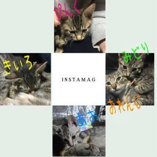 😺子猫😺里親さん決まりました😆ありがとうございました😆