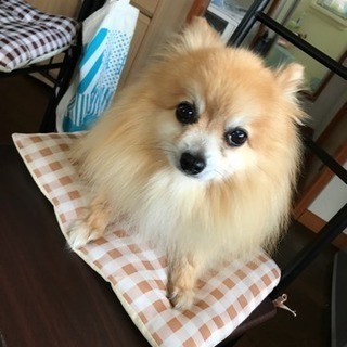 里親見つかりました^^*ポメラニアンのオス