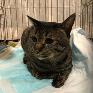 おっとり優しいキジトラ