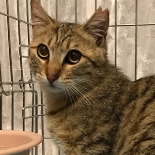 美猫男の子