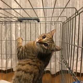 美猫男の子 − 愛知県