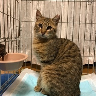 美猫男の子 - 猫