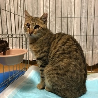 美猫男の子 - 名古屋市