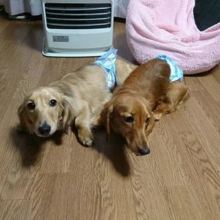 ダックスフンドのオス８ヶ月の里親探してます。