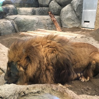 5/11㈰　14:00～ 29～45歳　円山動物園散策 - 札幌市
