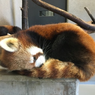 5/11㈰　14:00～ 29～45歳　円山動物園散策 - パーティー