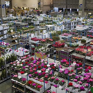 【アルバイト急募！】東京都中央卸売市場内（花き部）での仕分け・積込みスタッフ（鉢物）の画像