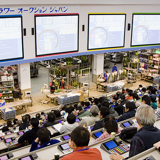 【アルバイト急募！】東京都中央卸売市場内（花き部）での仕分け・積込みスタッフ（鉢物）の画像
