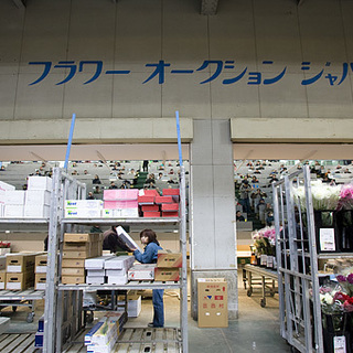 【アルバイト急募！】東京都中央卸売市場内（花き部）での仕分け・積込みスタッフ（鉢物）の画像