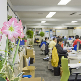 【アルバイト急募！】東京都中央卸売市場内（花き部）での仕分け・積込みスタッフ（鉢物）の画像