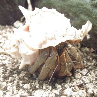 まちづくり支援　契約社員募集　１６万円～【正社員登用有り】の画像