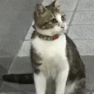 迷い猫！首輪つけています！🐈那覇市小禄 - 那覇市