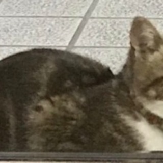 迷い猫！首輪つけています！🐈那覇市小禄 - 手伝って/助けて