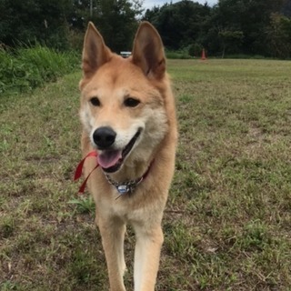 犬友がほしい！