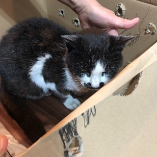 チョビひげ猫ちゃん保護中