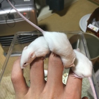 ハツカネズミ赤ちゃん6匹