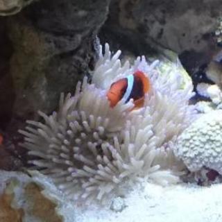 熱帯魚の飼育、お掃除、飼い方教えますの画像
