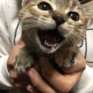 捨てられていた子猫1匹です。