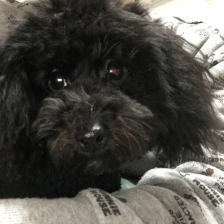 新しく家族になってあげてください！※問い合わせ多数で返信が遅れて...
