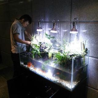 熱帯魚の飼育、お掃除、飼い方教えますの画像