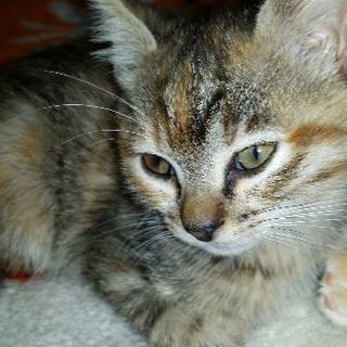 捨てられていた子猫1匹です。 - 伊万里市
