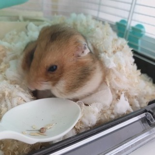 ゴールデンハムスター♂