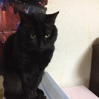 里親募集です。