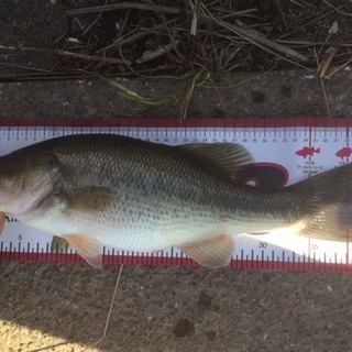 バス釣り オカッパリ