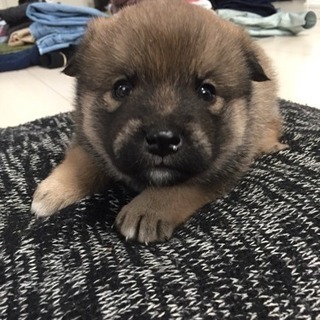 雑種柴犬子生後五週目