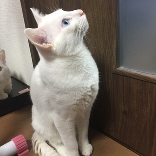 白猫ちゃん里親募集
